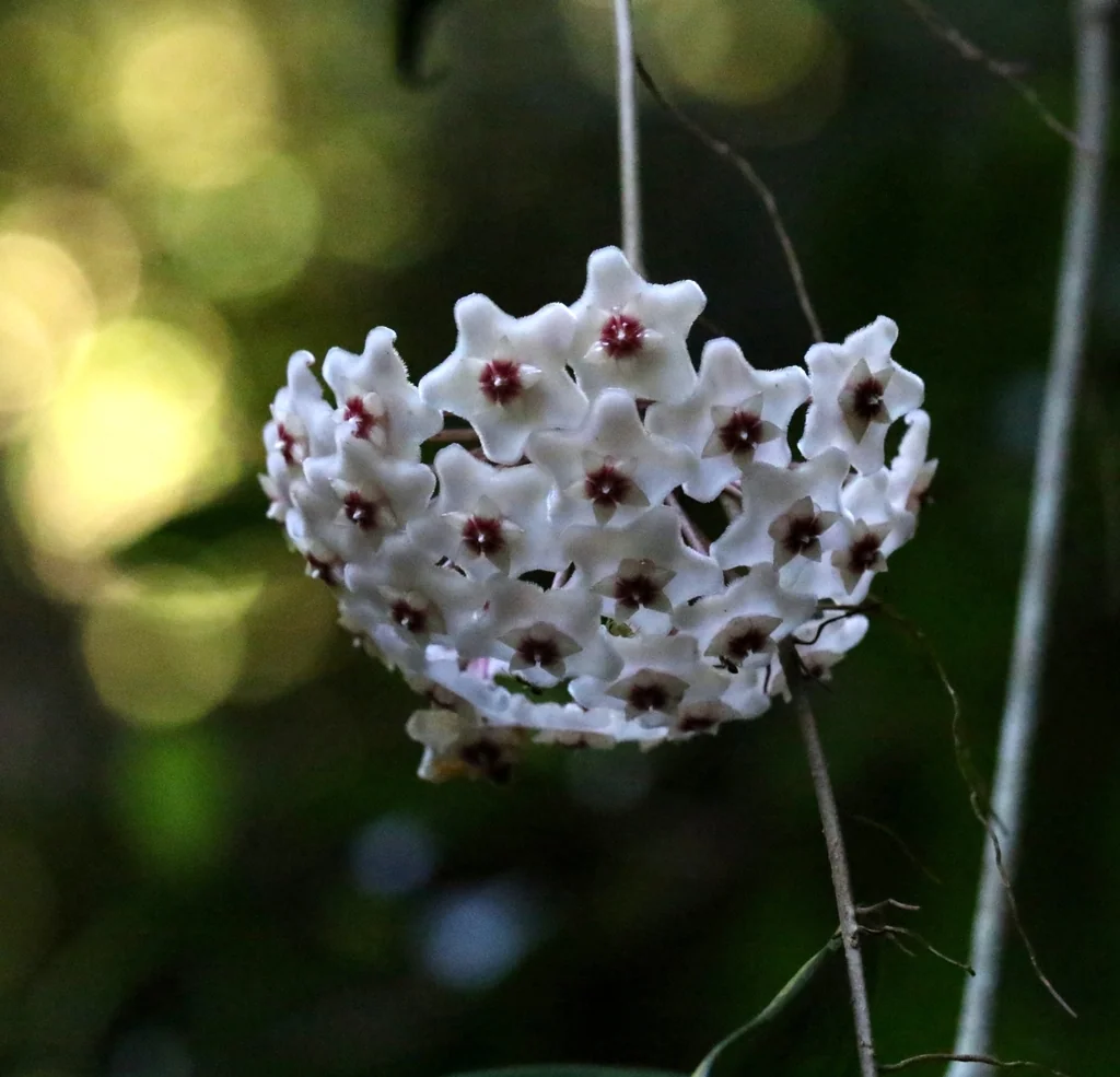 Hoya carnosa