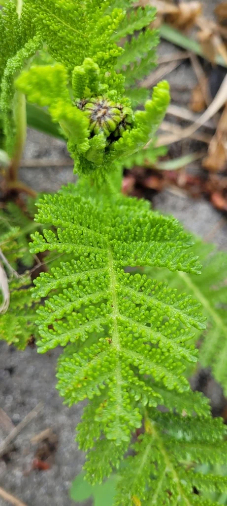 Tanacetum Camphoratum