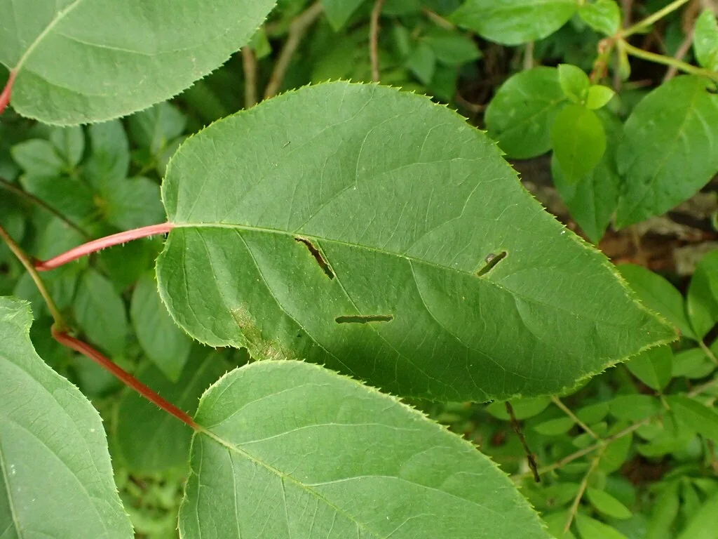 Actinidia Arguta