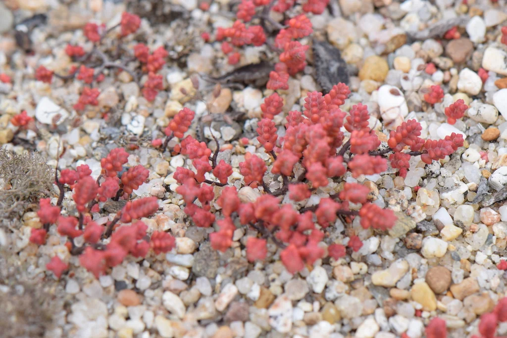 Sedum Brevifolium