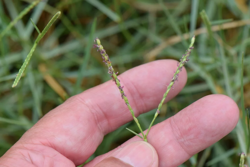 Paspalum vaginatum