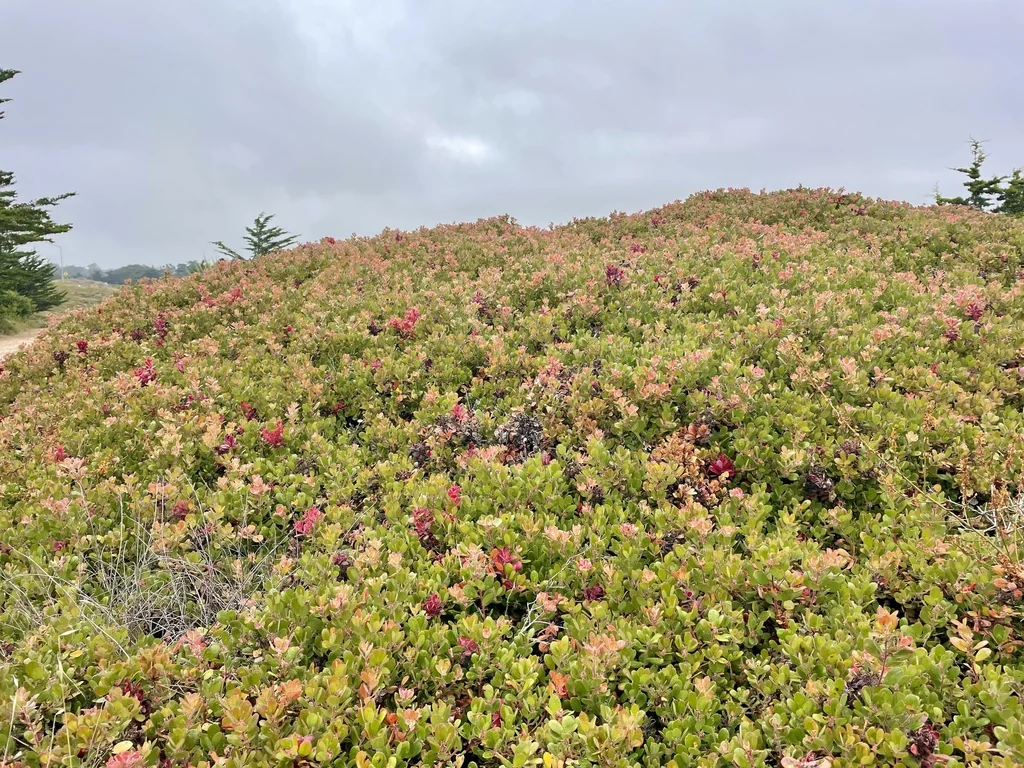 Arctostaphylos Pumila