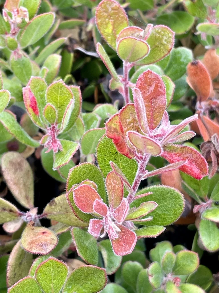 Arctostaphylos Pumila