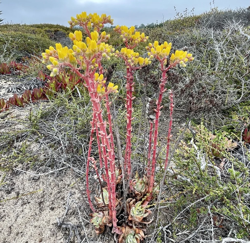 Dudleya Caespitosa