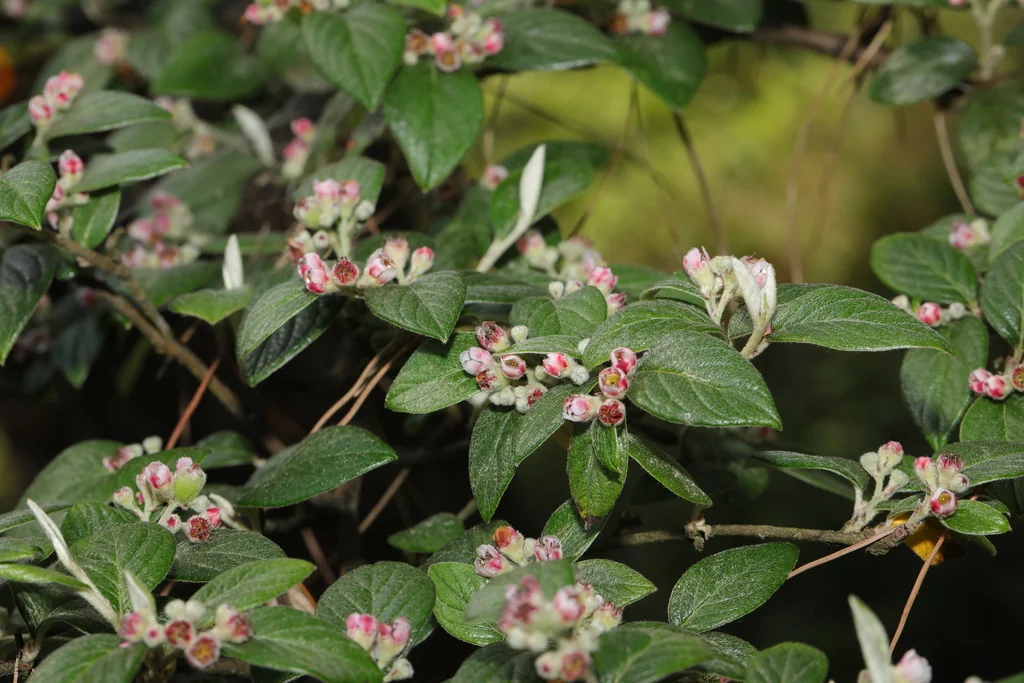 Cotoneaster Franchetii