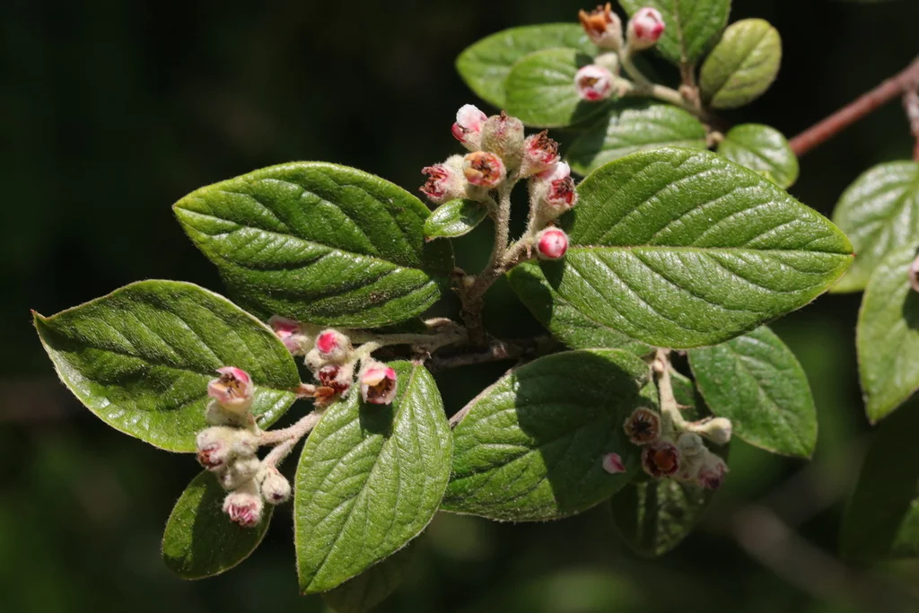 Cotoneaster Franchetii
