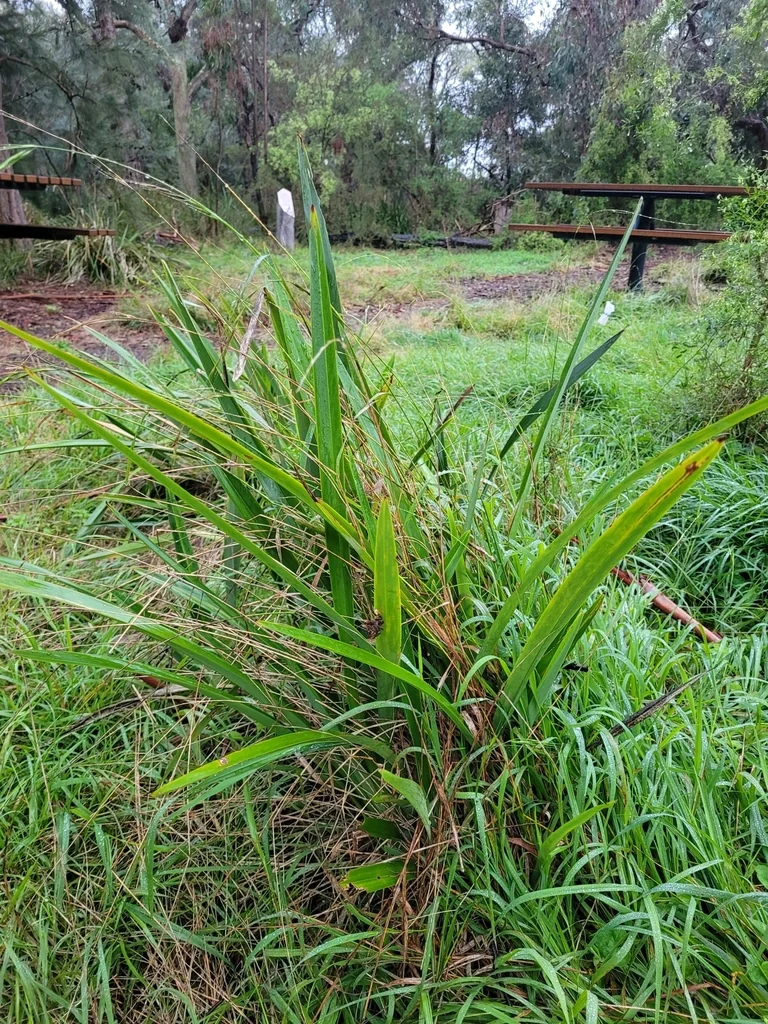 Dianella Tasmanica