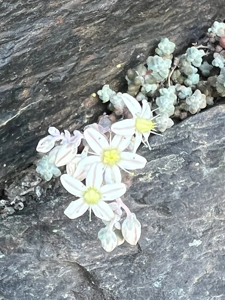 Sedum Brevifolium