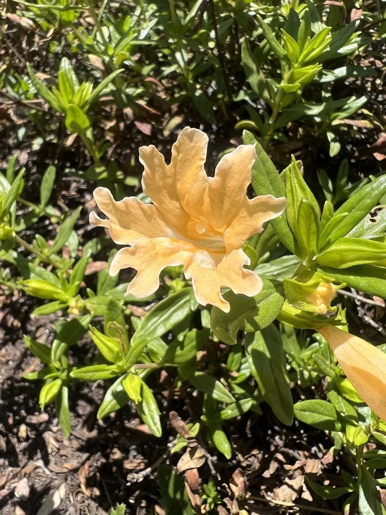 Diplacus Grandiflorus