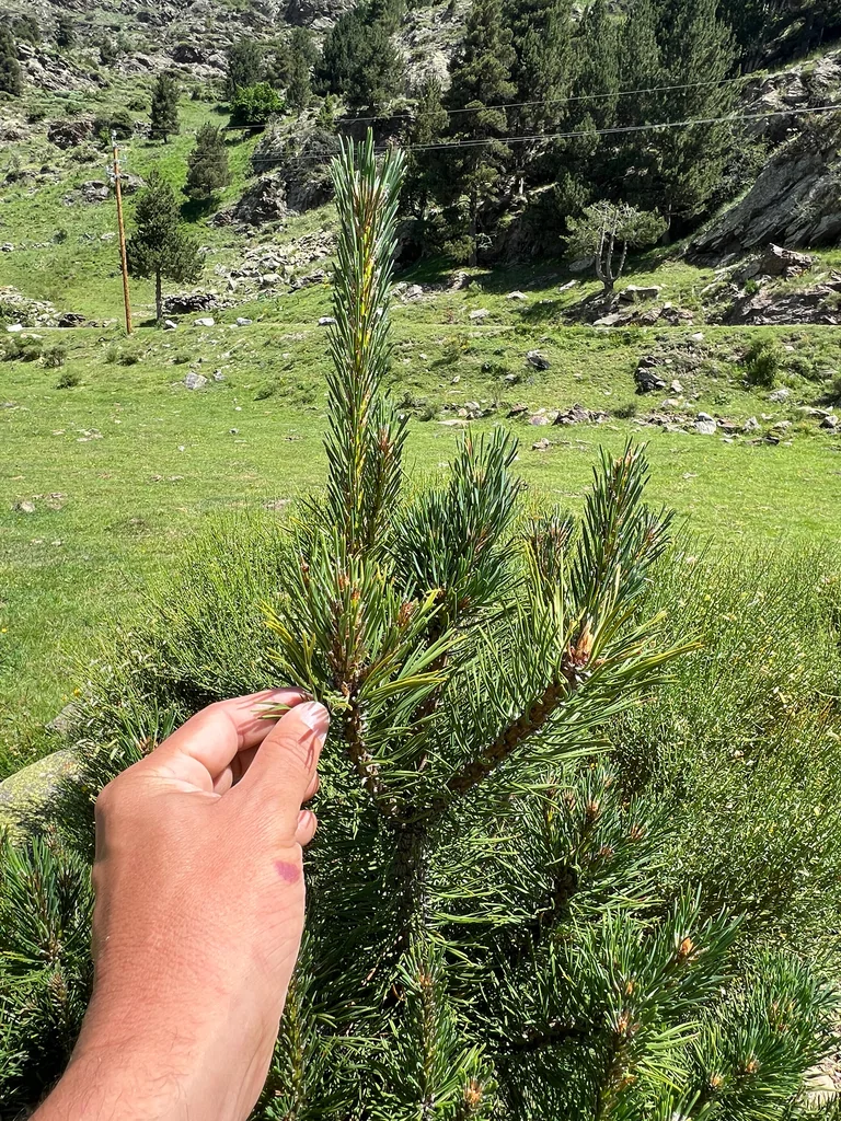 Pinus Mugo Uncinata