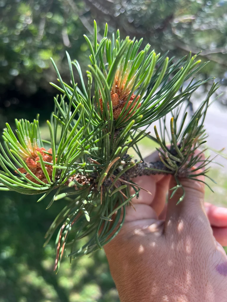 Pinus Mugo Uncinata