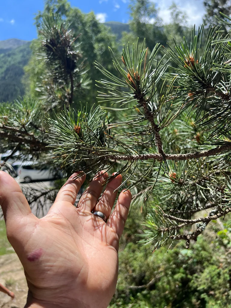 Pinus Mugo Uncinata