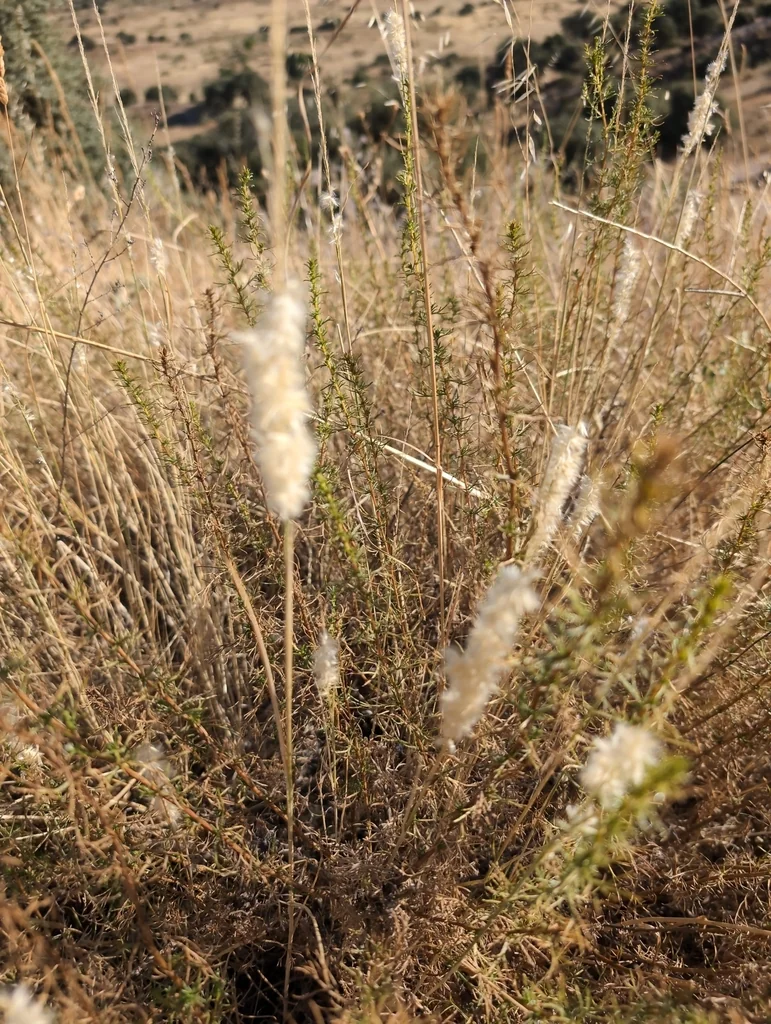 Melica Ciliata