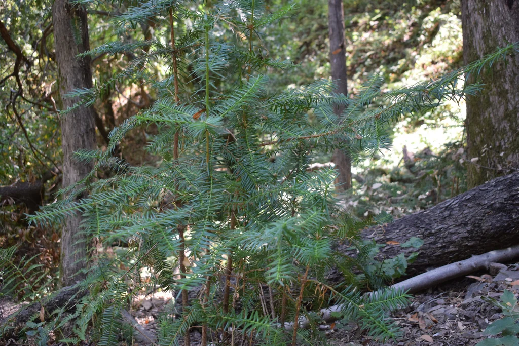 Torreya Californica