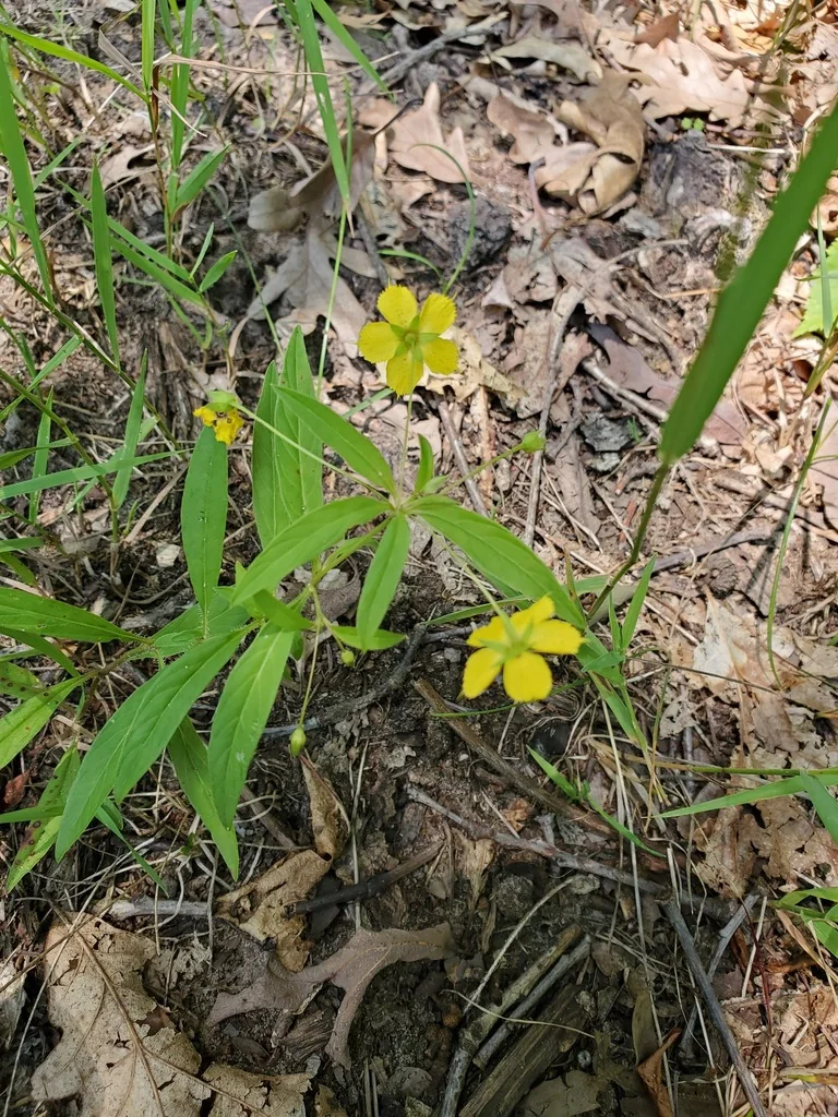 Lysimachia Lanceolata