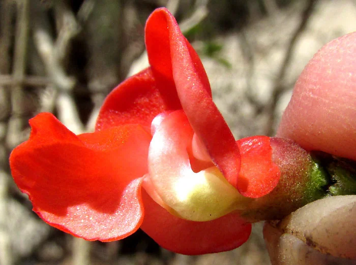 Phaseolus Coccineus