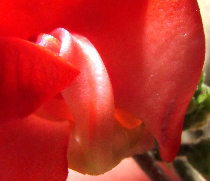 Phaseolus Coccineus