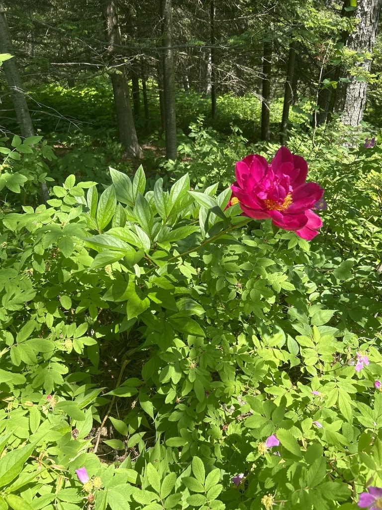 Paeonia Lactiflora