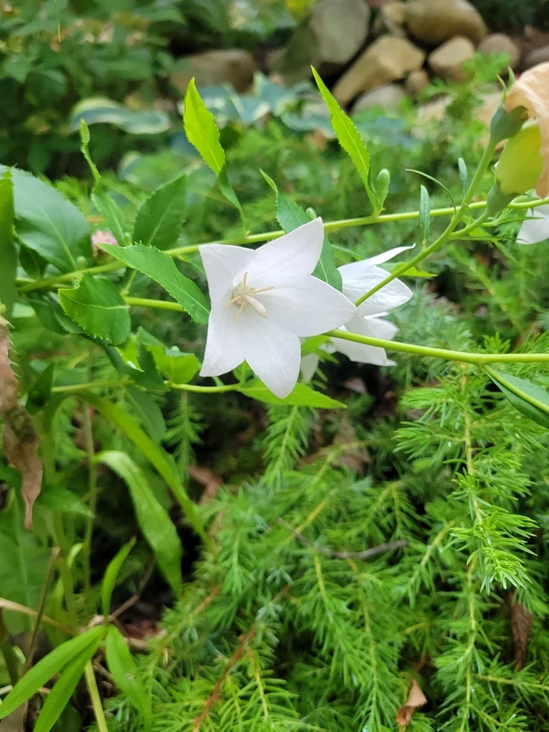 Platycodon Grandiflorus