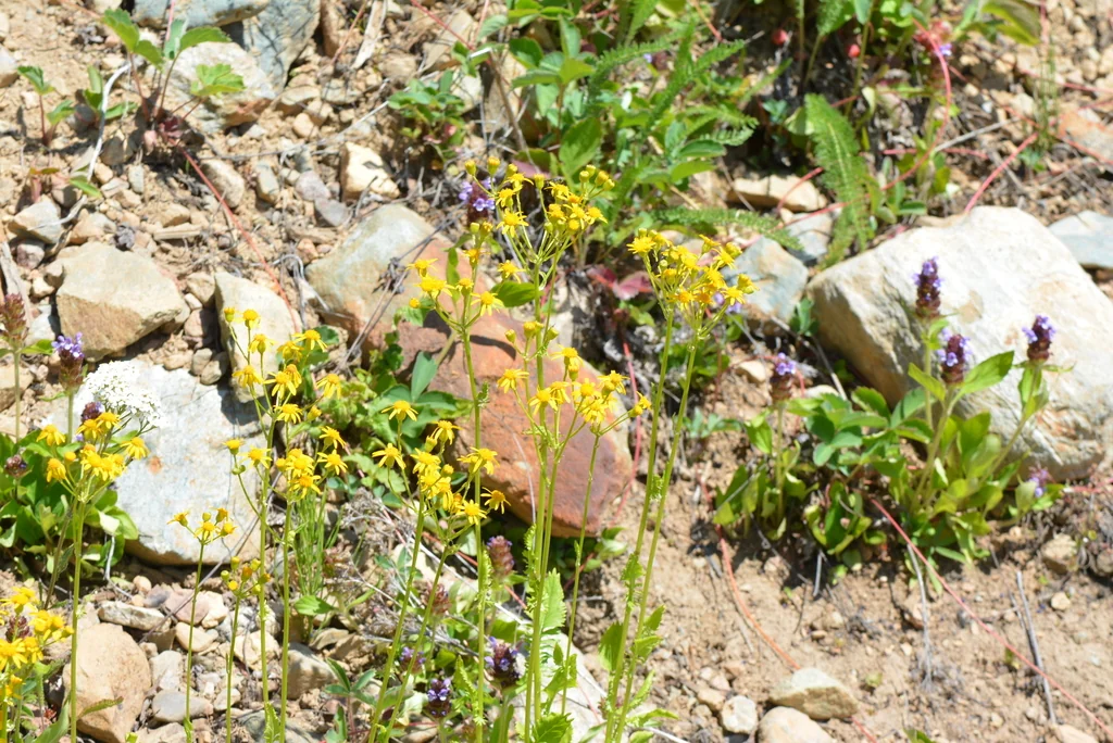 Senecio Fulgens