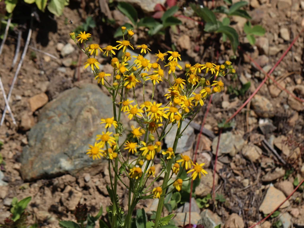 Senecio Fulgens