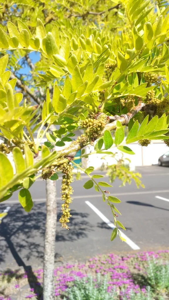 Gleditsia Triacanthos Inermis