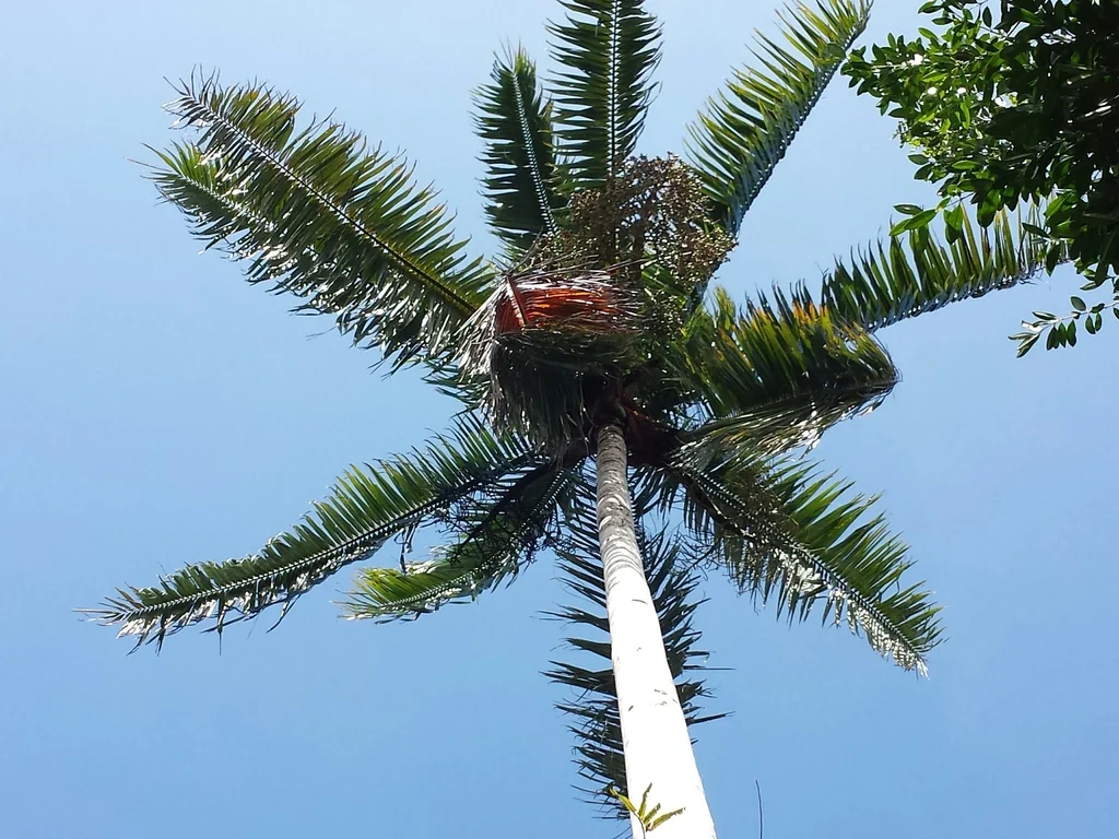 Dypsis lastelliana