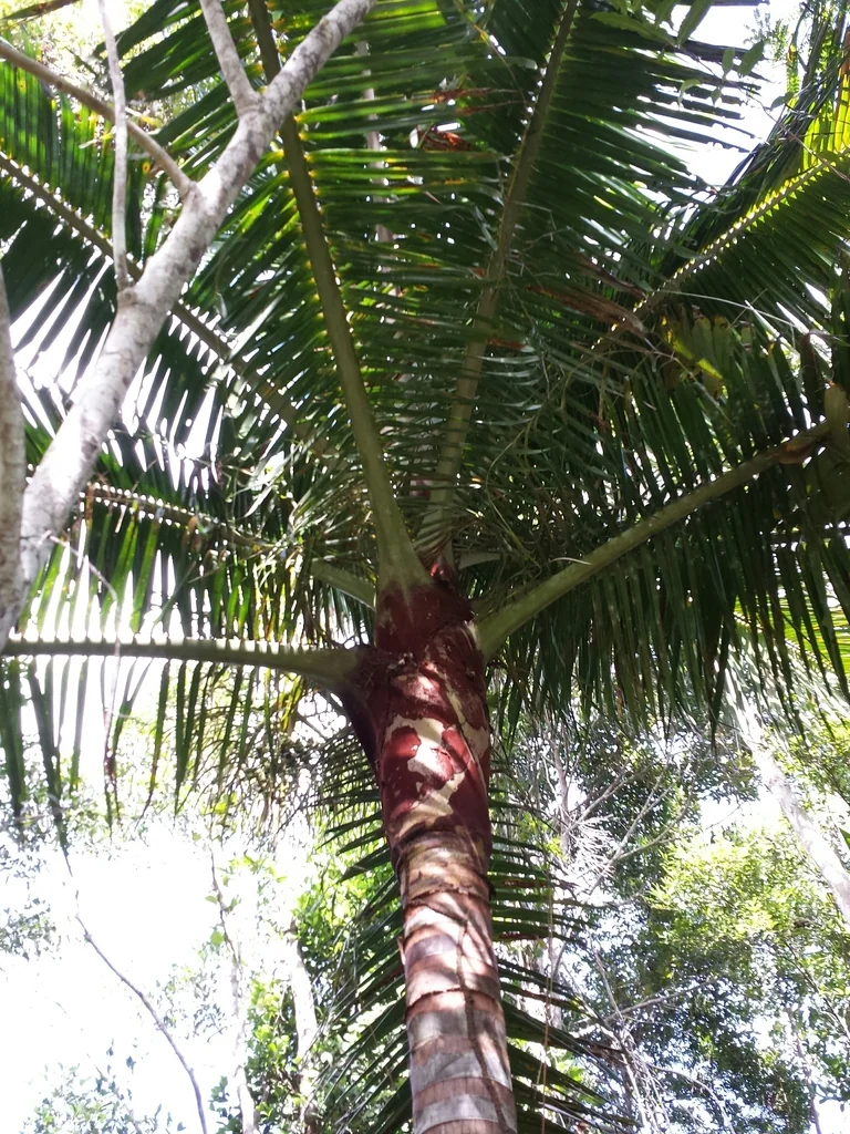 Dypsis lastelliana