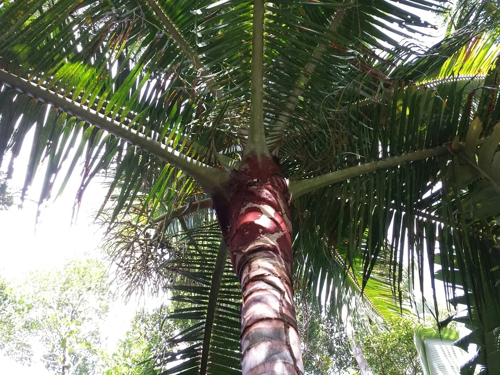 Dypsis lastelliana