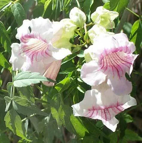 Podranea Ricasoliana