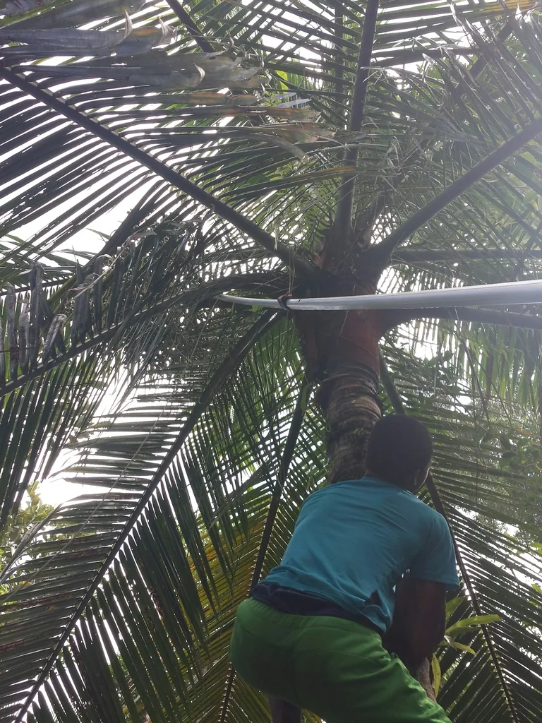 Dypsis lastelliana