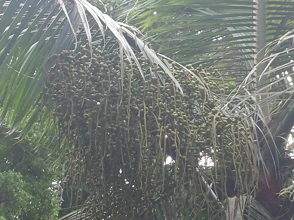 Dypsis lastelliana
