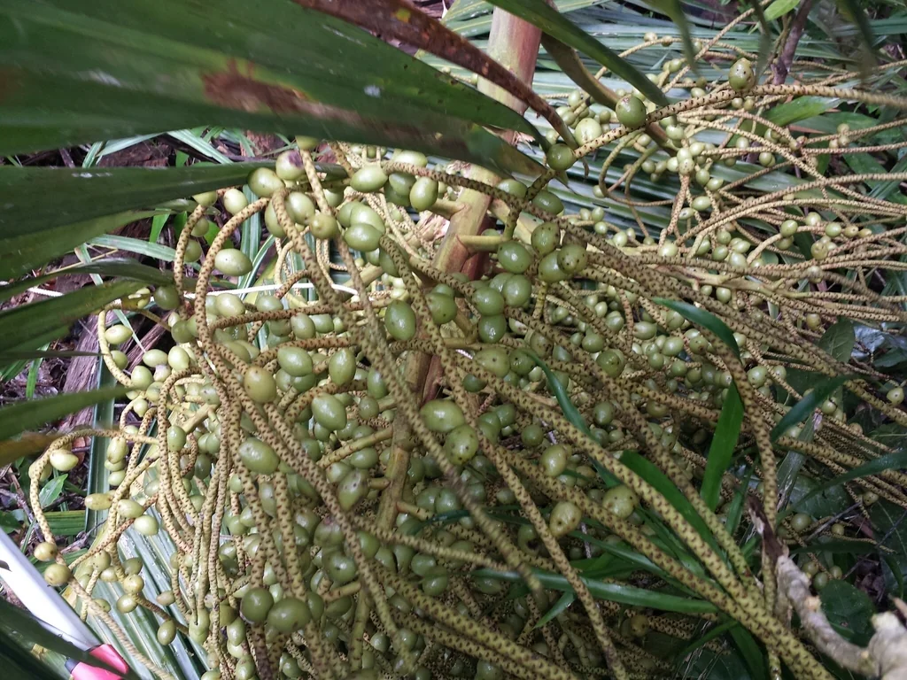Dypsis lastelliana