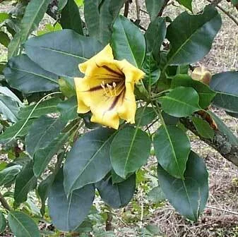 Solandra Maxima