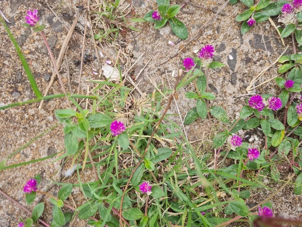 Gomphrena Globosa