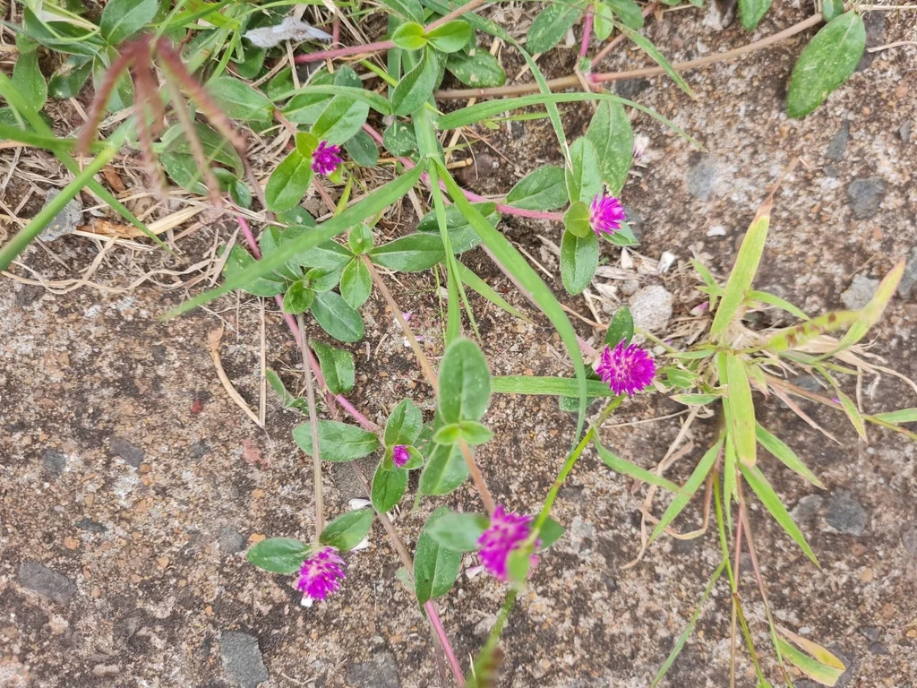 Gomphrena Globosa