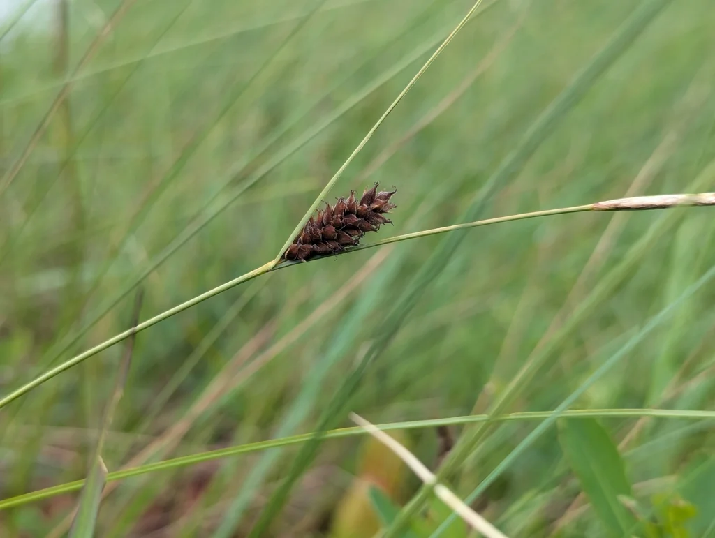 Carex Lasiocarpa