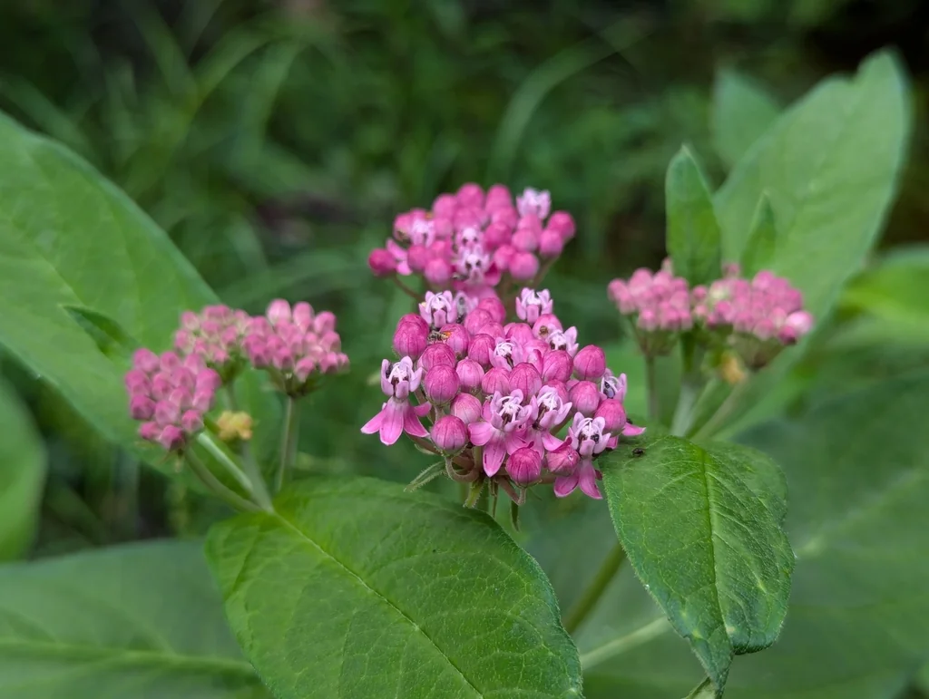 Asclepias Incarnata Pulchra