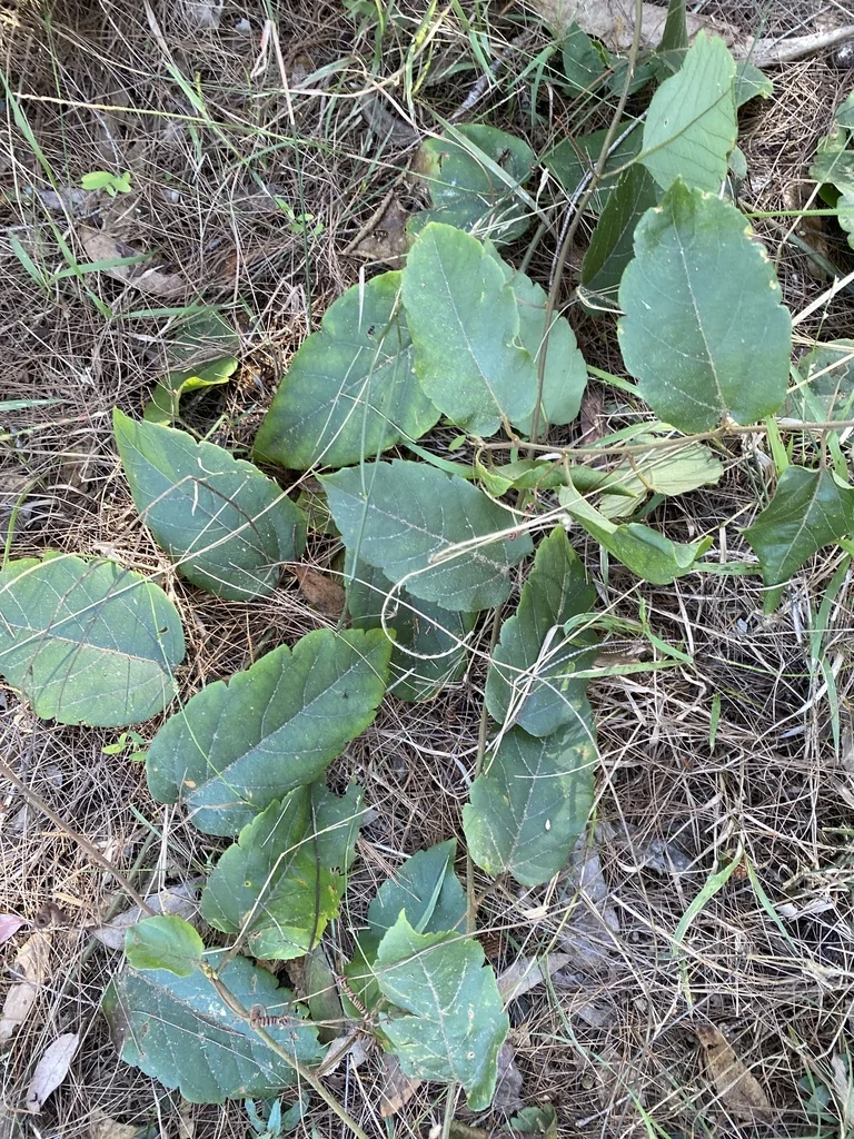 Cissus Antarctica