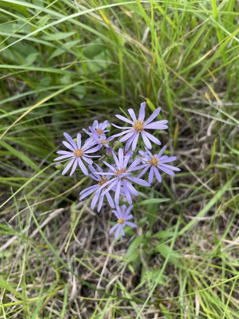 Symphyotrichum Oolentangiense