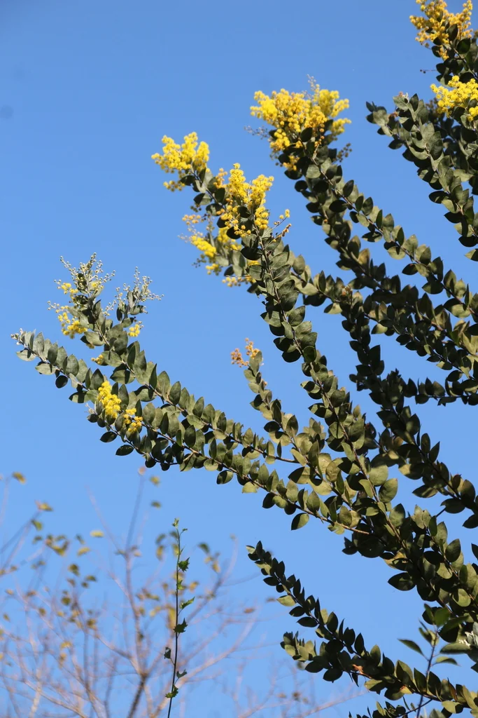 Acacia Podalyriifolia
