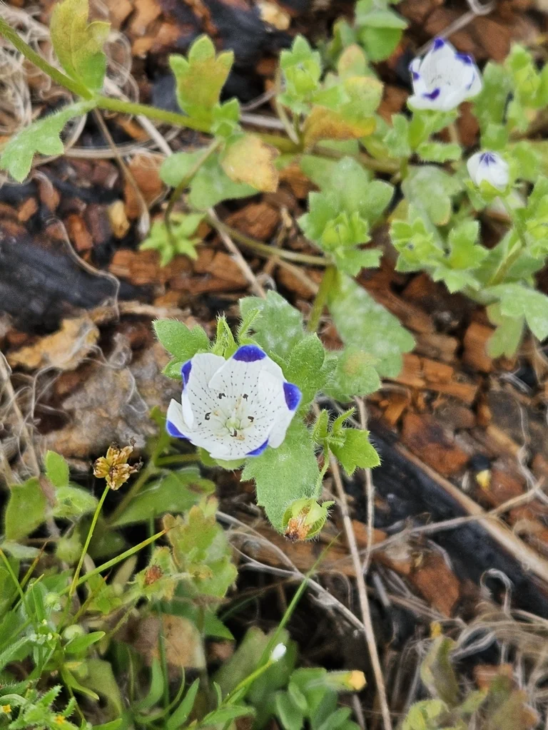 Nemophila Maculata