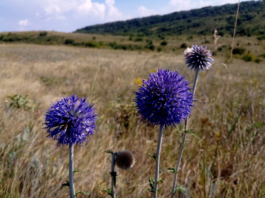 Echinops Ritro Ruthenicus