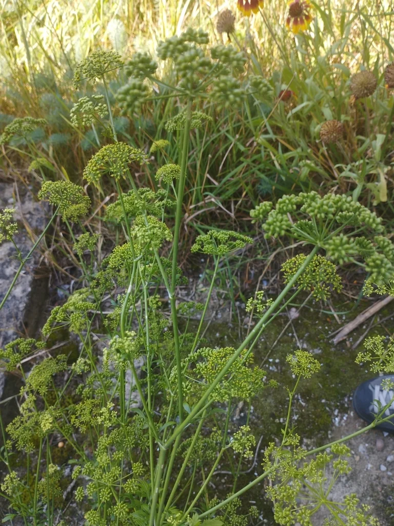 Petroselinum Crispum