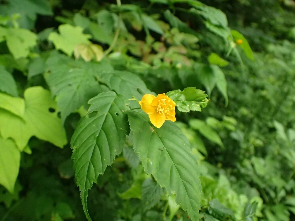 Kerria Japonica