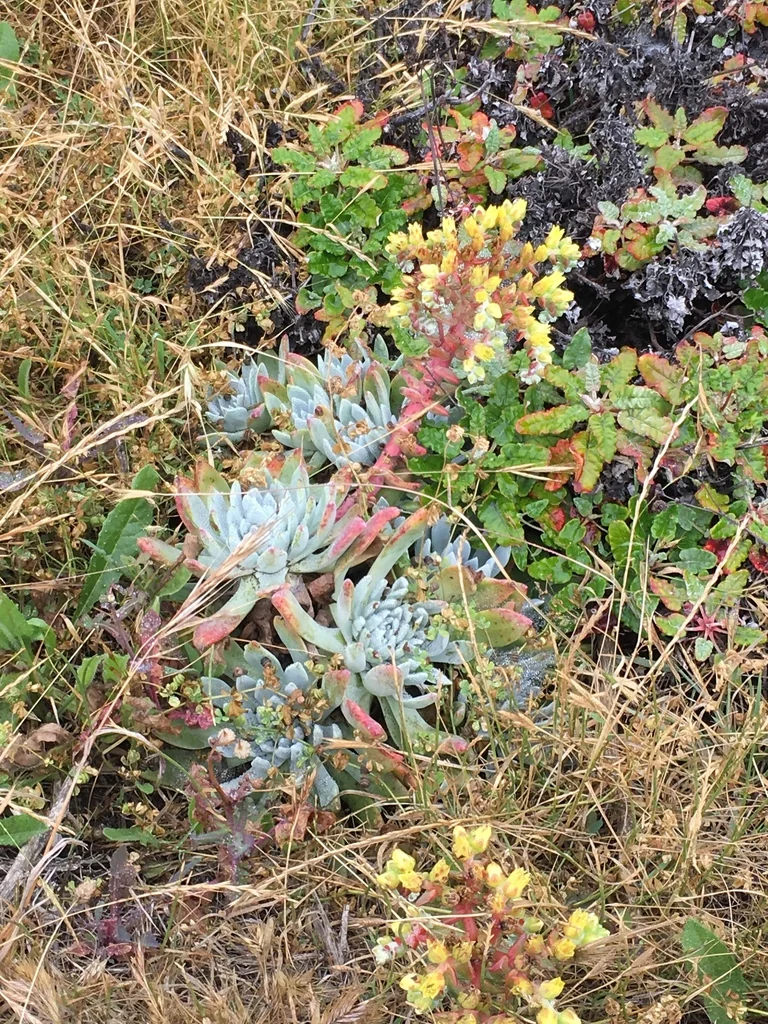 Dudleya Greenei