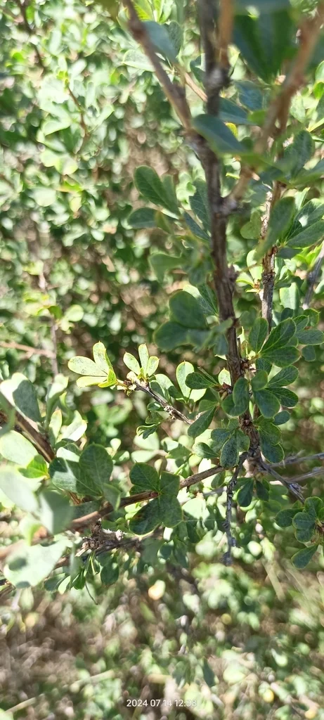 Caragana frutex
