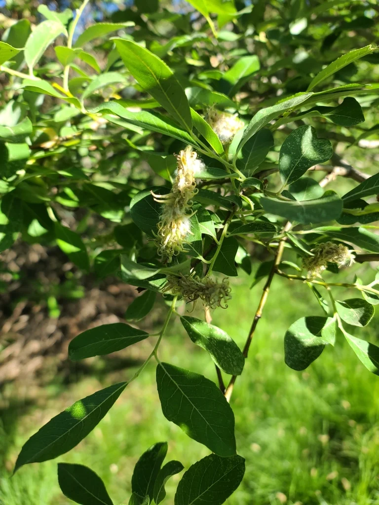 Salix Scouleriana