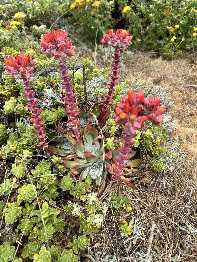 Dudleya Palmeri