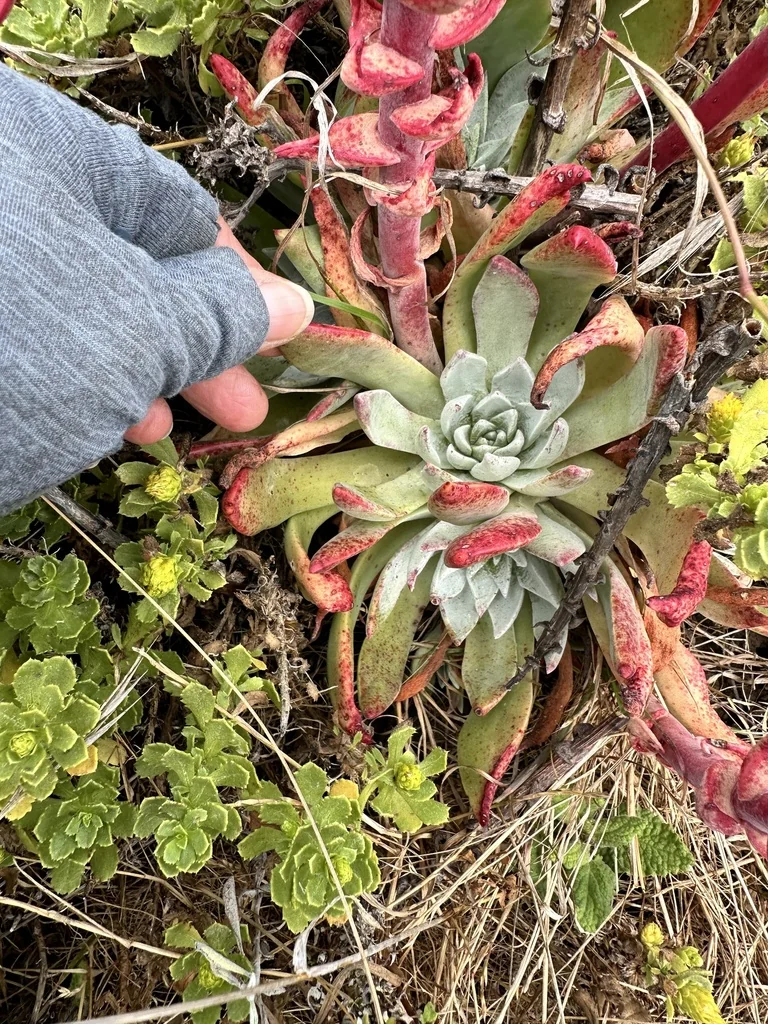 Dudleya Palmeri